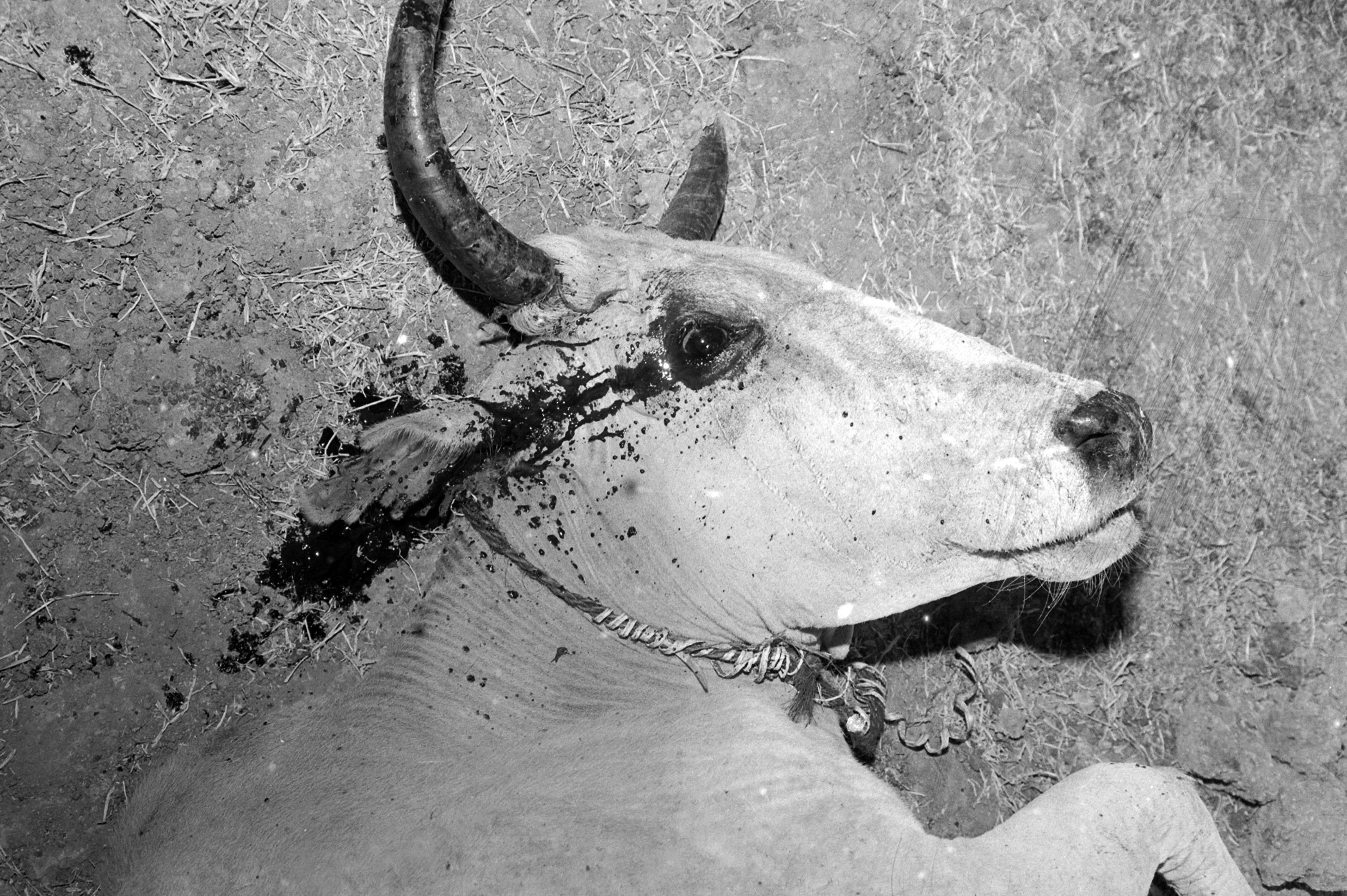 मरने वालाें में इंसानों के साथ जानवर भी थे। इंसानों की गिनती हुई, मातम हुआ आंसू बहे, जलसे हुए। यह सब बस इंसानों के लिए हुआ। जहरीली गैस लगते ही गाय की आंखों से खून निकल आया। उसने वहीं थोड़ी देर मे दम तोड़ दिया।