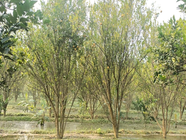 गोपाल सिंह के बगीचे में लगे तरह-तरह के फल।