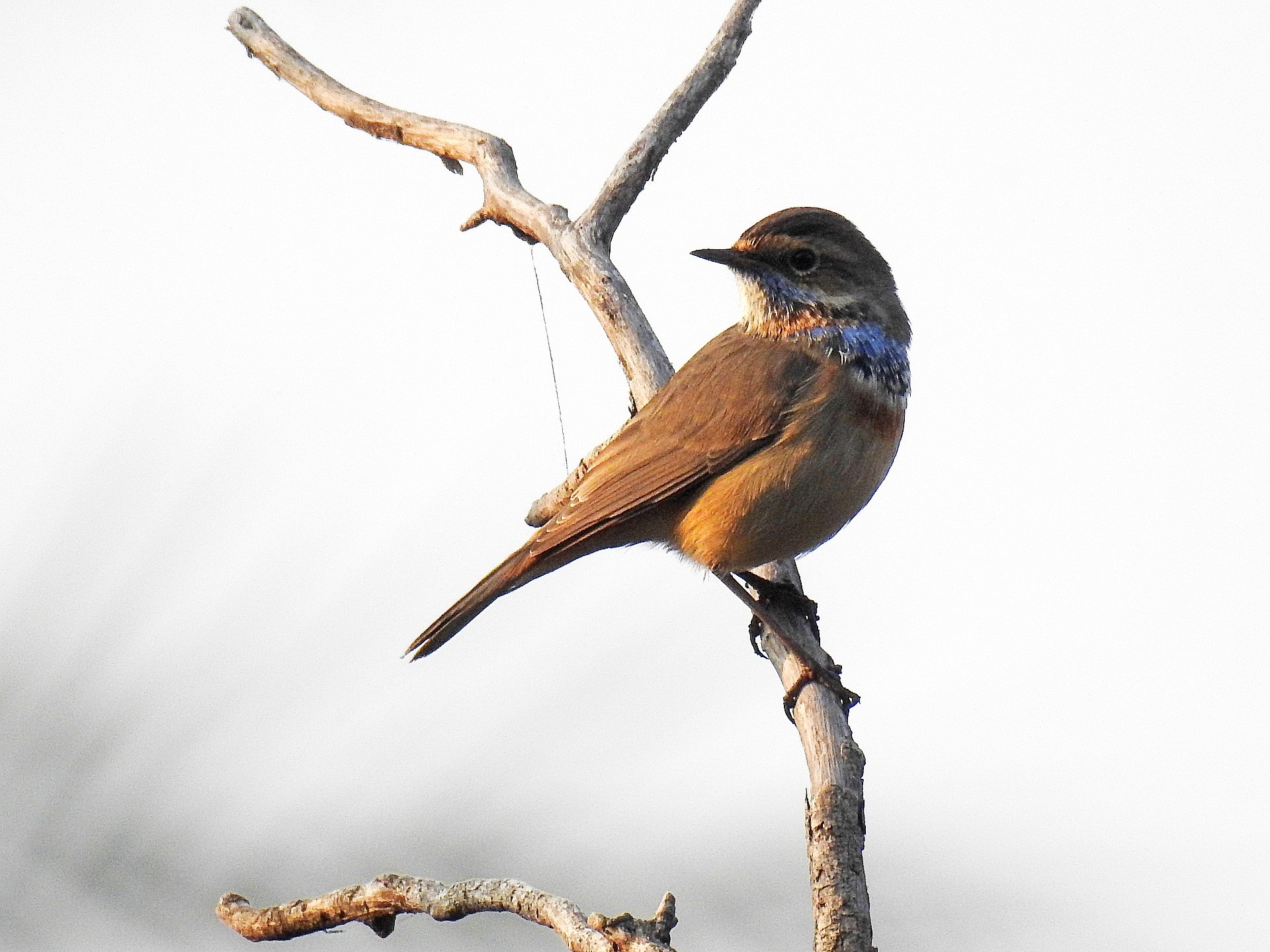 ब्लूथ्रोट।