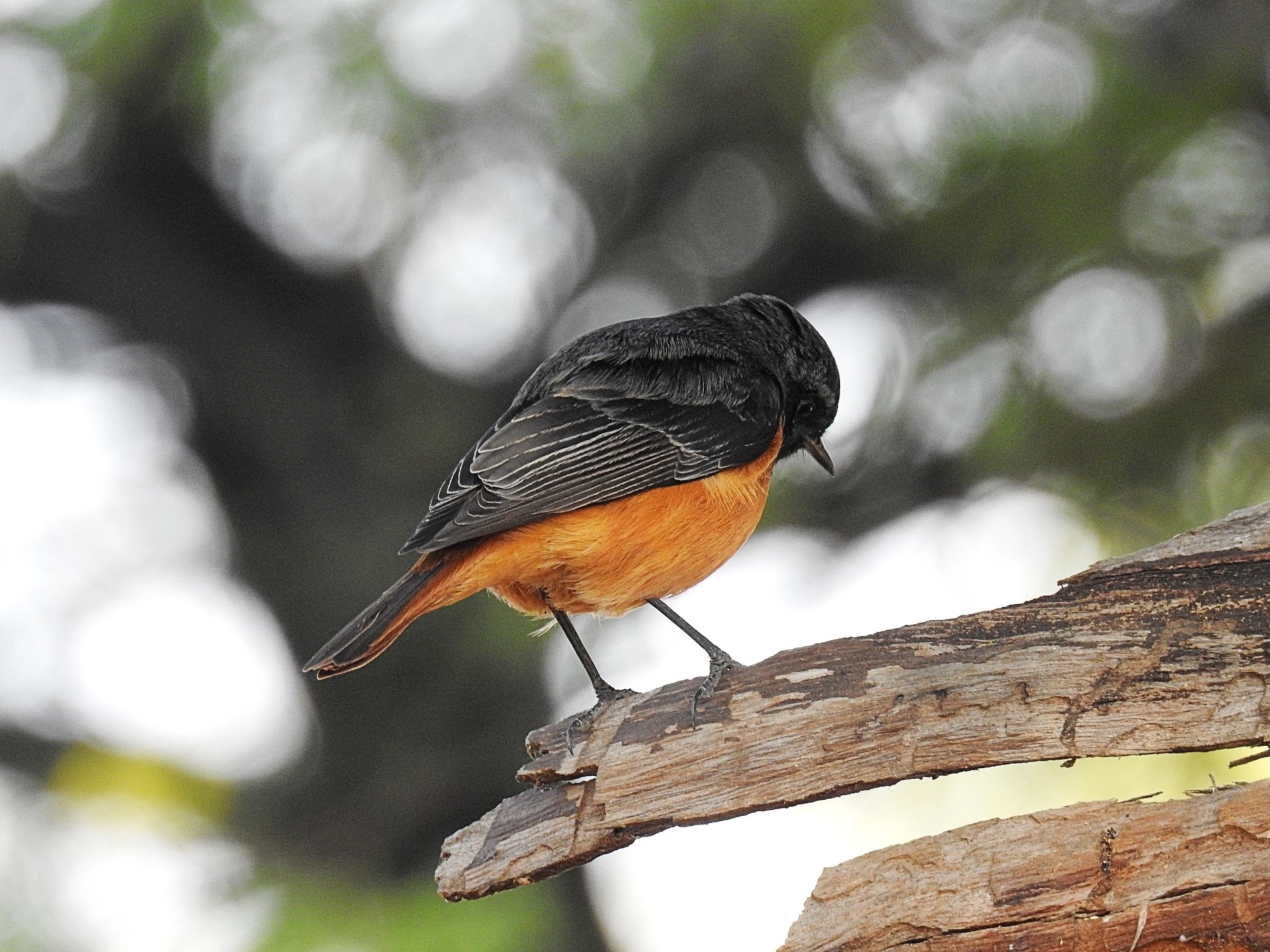 ब्लैक रेड स्टार्ट।
