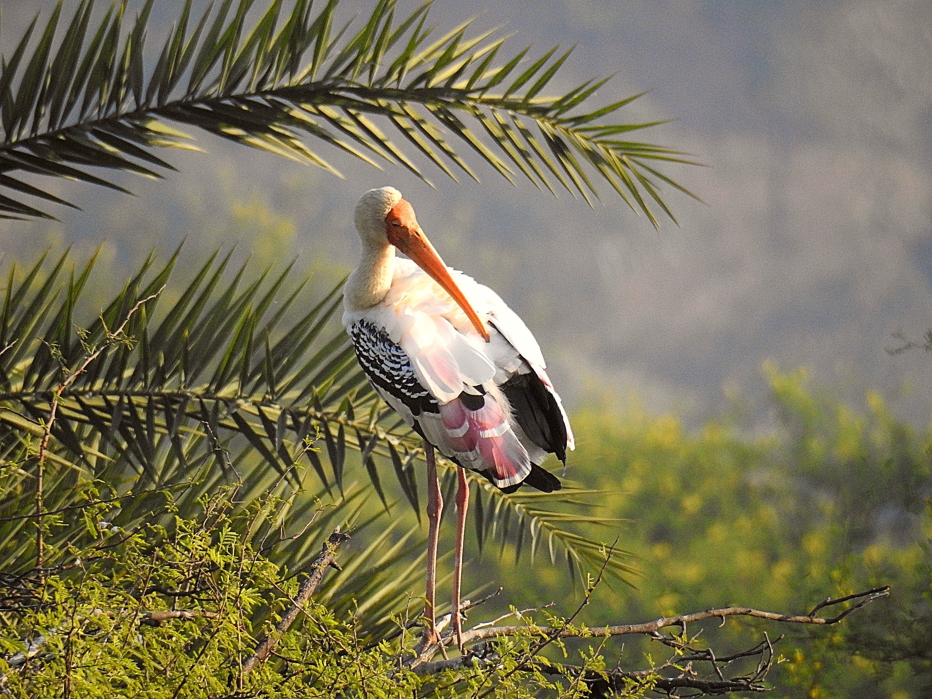 पेंटेंट स्टार्क।