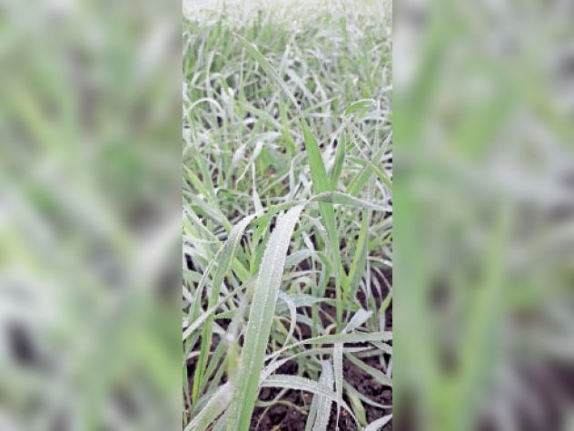 फसलों पर छाई ओस की बूंदे।