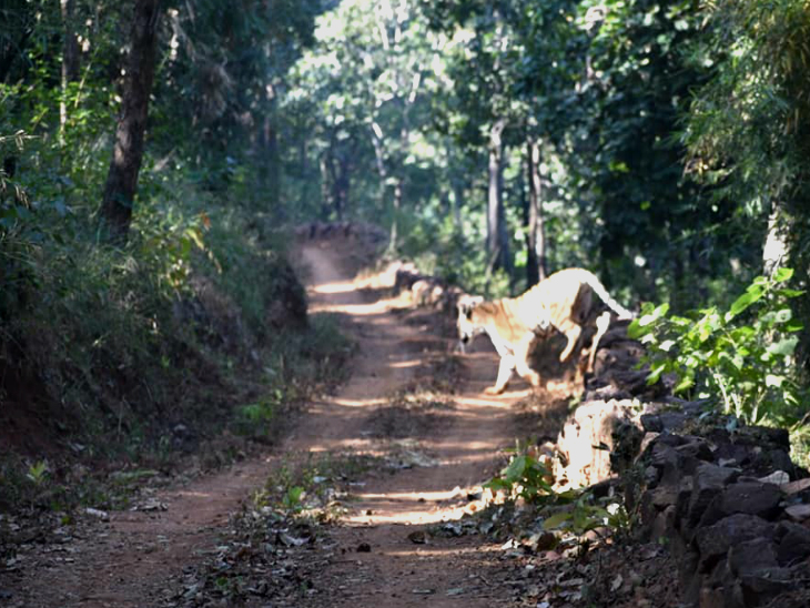 पर्यटक टाइगर को निहारते रहे और वह अपनी चाल में आराम से निकल गया।