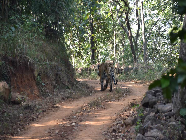 टाइगर काफी देर तक चहलकदमी करता रहा, जिसे देखने के लिए पर्यटक रुके रहे।