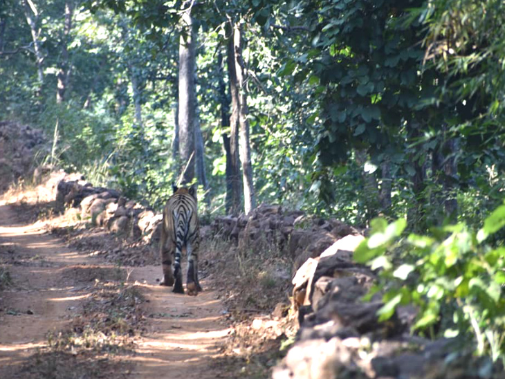 पर्यटकों की जंगल सफारी सफल हो गई, जब उन्हें कुछ ही दूरी पर बाघ मिल गया।