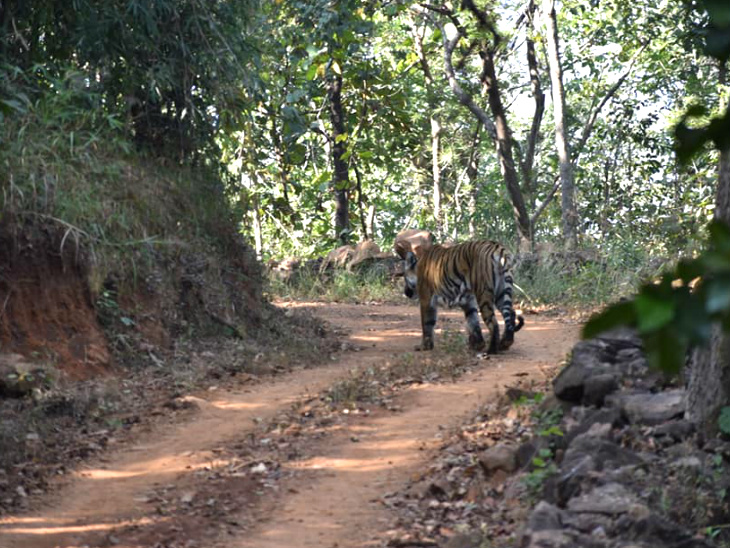 वन विभाग के मुताबिक, सतपुड़ा टाइगर रिजर्व में करीब 110 बाघ हैं।