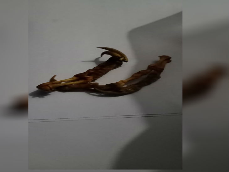 पंसारी की दुकान से मिले भालू के नाखून।