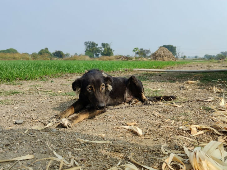 ये है जैकी, जिसके नाम दो एकड़ जमीन की गई है।