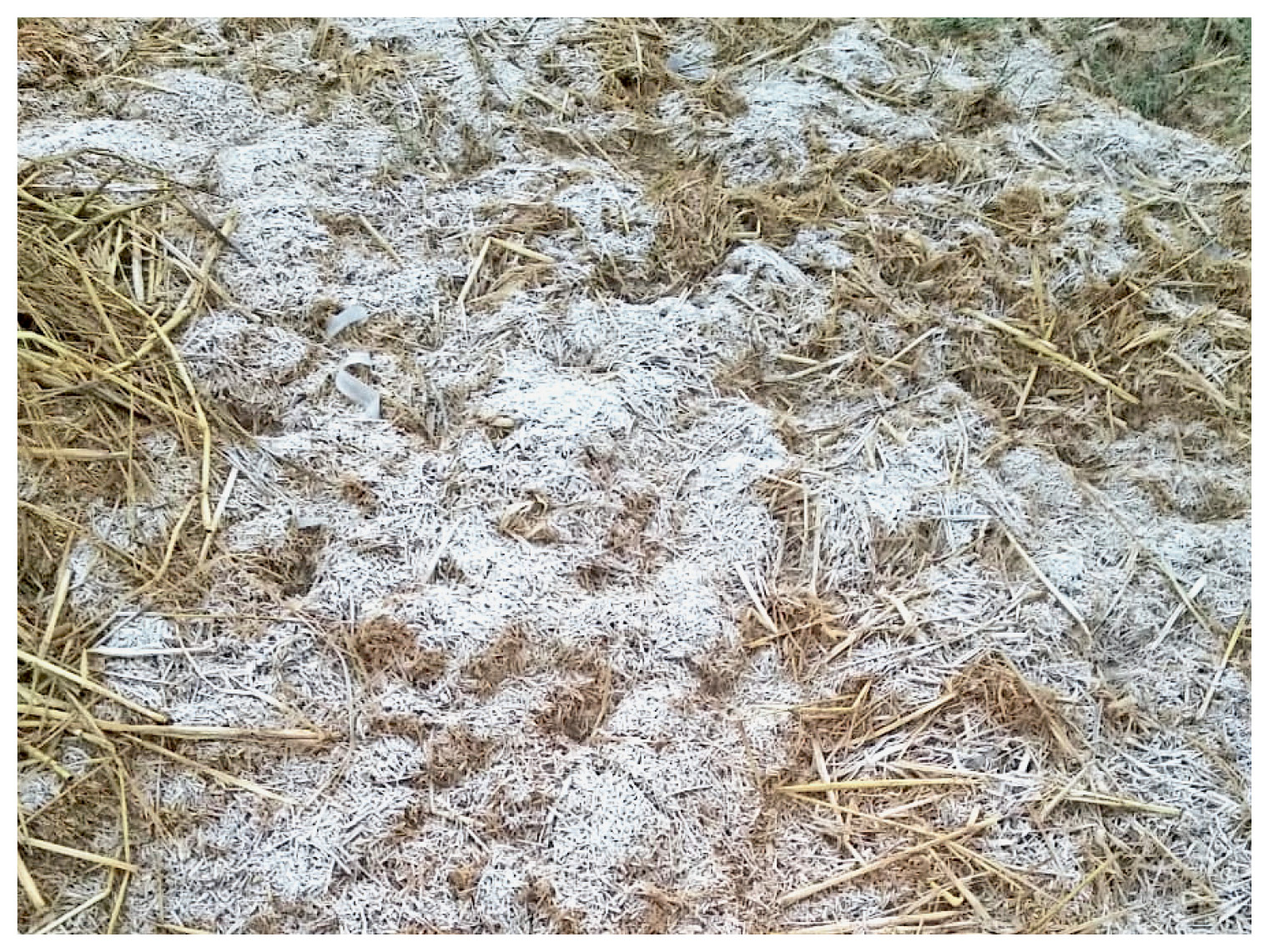 जींद के गताैली गांव सुबह के समय जमा पाला।
