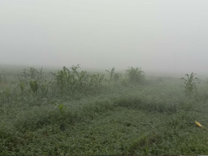 ग्रामीण क्षेत्रों में कोहरे के कारण फसलों पर ओस की बूंदें दिखाई दीं