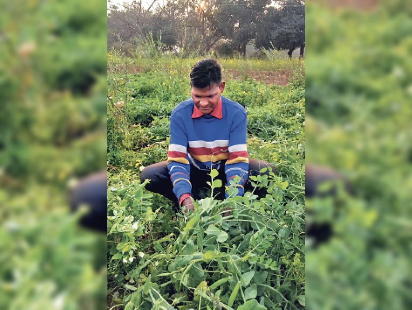 सूरज ओरांव ने टोटमबी में अपने खेत में फ्रेंचबीन को तोड़ दिया