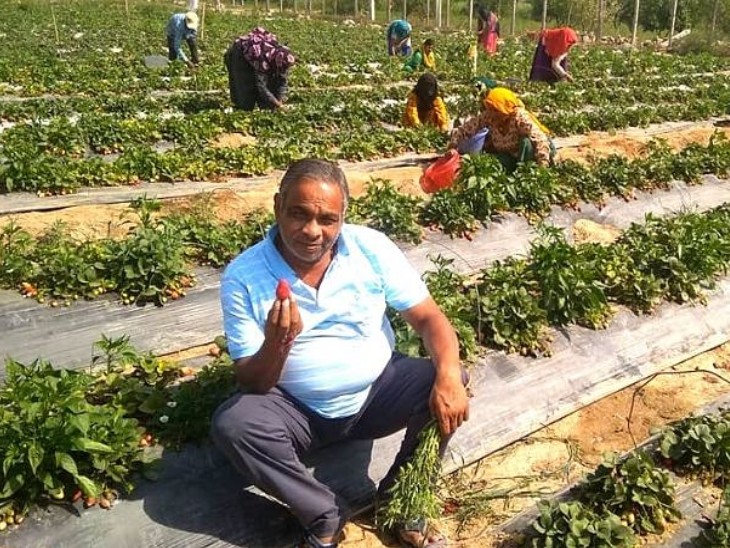 आज सुरेश के बाग में अमरूद, मौसमी, नींबू, आंवला, जामुन, आडू, जामुन, अनार, लीची, सेब, नारंगी सहित 1500 फलों के पौधे लगे हैं।