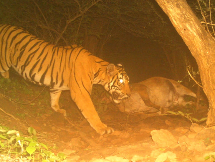 10 माह से सरमथुरा के जंगलों में दिख रही थी बाघिन।