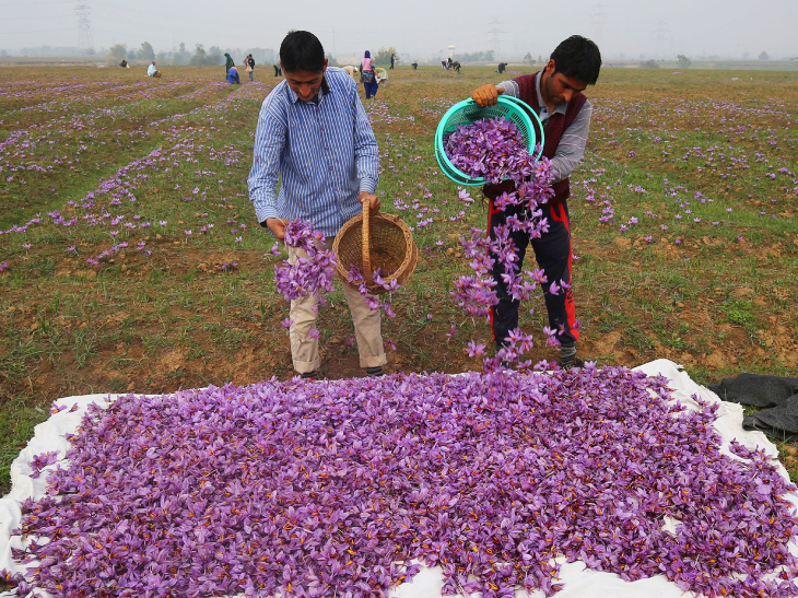 Saffron yield in Kashmir broke a 30year record, this time being 18