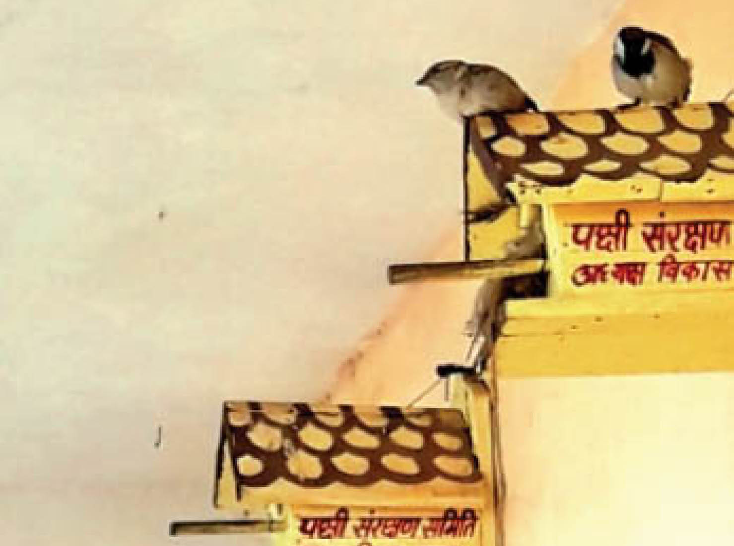पर्यावरण के अनुकूल होने पर साल भर गौरैया प्रजनन करती है।