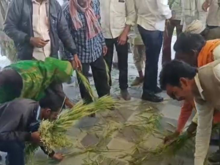 तहसील कार्यालय के फर्श से गेहूं की बालियां साफ करते किसान।