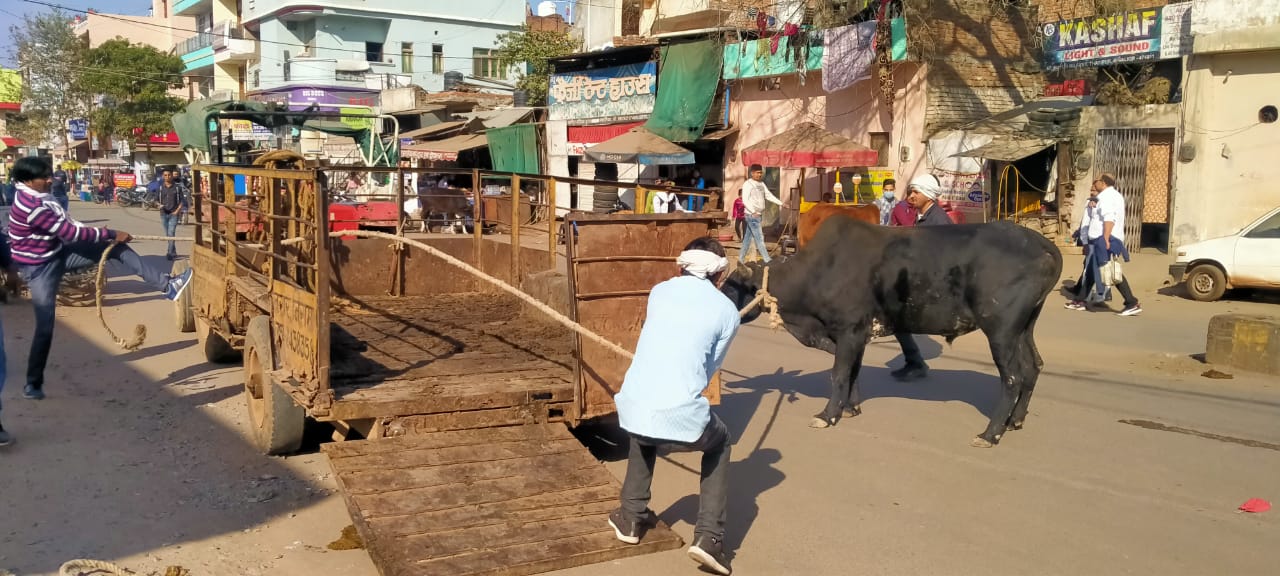 सड़क पर आए दिन आवारा गाय, सांड हादसों का कारण बन रहे हैं, सड़क से ऐसे ही एक सांड को पकड़ने का प्रयास करता नगर निगम का अमला