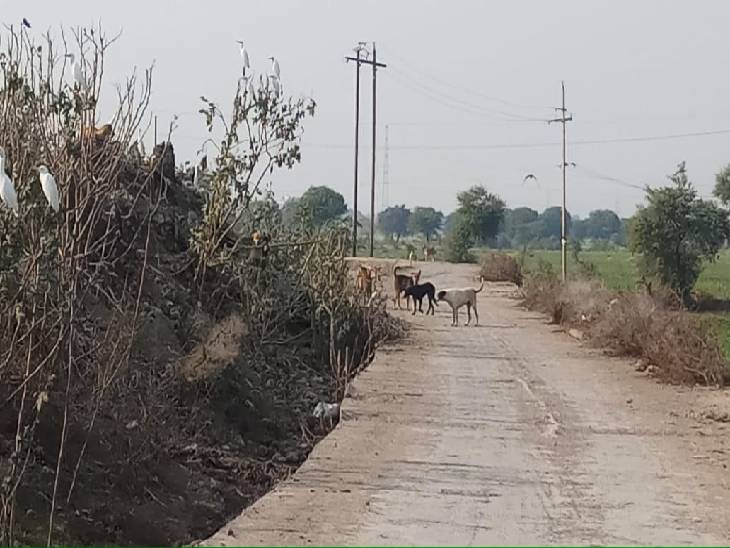 शहर में आवारा कुत्ते मुसीबत बनते जा रहे हैं।