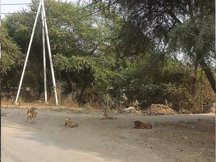 कठौंदा में जगह-जगह झूंड में नजर आते हैं आवारा कुत्ते।