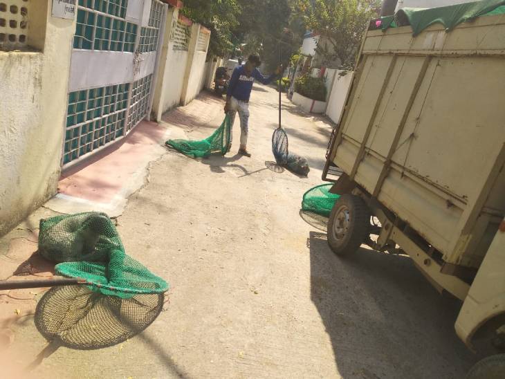 कुत्तों को इस तरह जाल में फंसा कर पकड़ा जाता है।