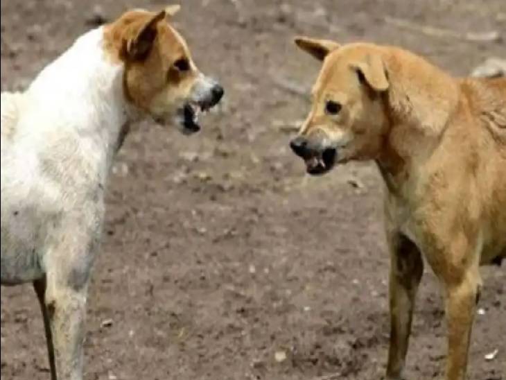 आवारा कुत्तों से शहर परेशान, अब तो जानलेवा भी बन गए।