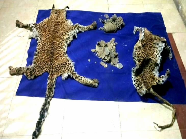जब्त चार तेंदुआ खाल में दो महीने से एक वर्ष पुराना।