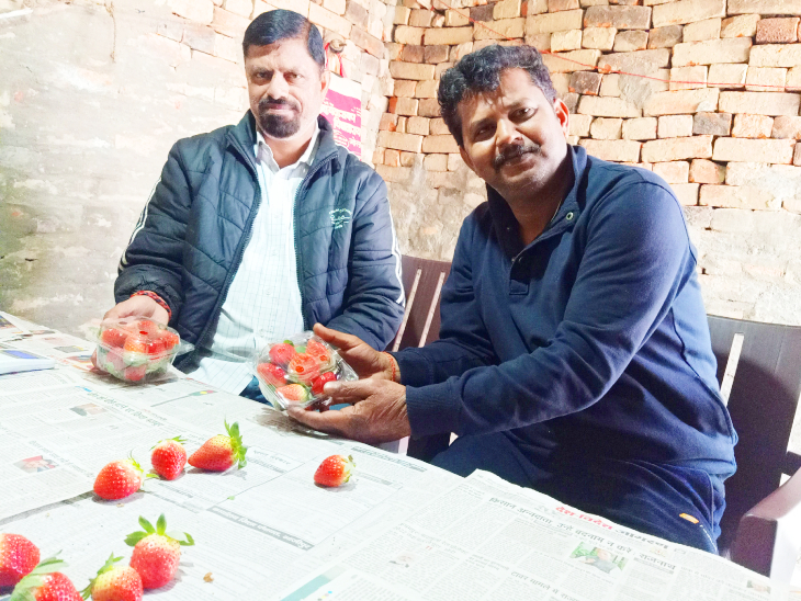 स्ट्रॉबेरी की पैकिंग का काम रमेश और मदन खुद ही करते हैं।