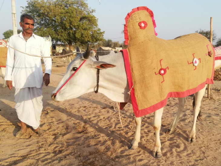 बैल के साथ उसका मालिक।