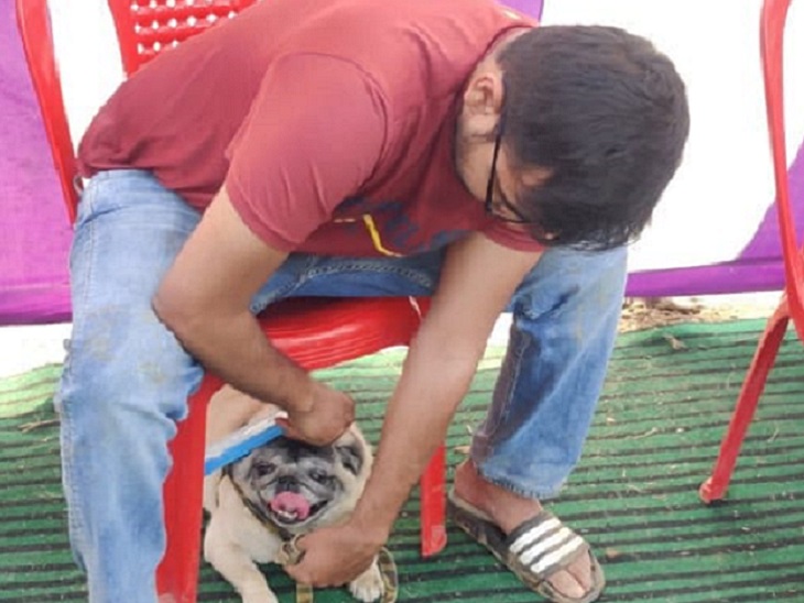 इसी 'पग' डॉग पर सबसे पहले किया था हमला।