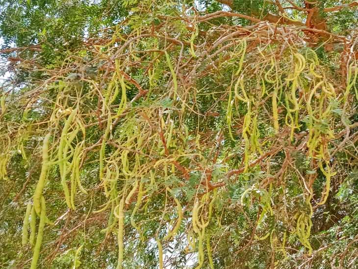 Marwar Tree Weather scientists of village-dhani in Marwar gave indications of good ...