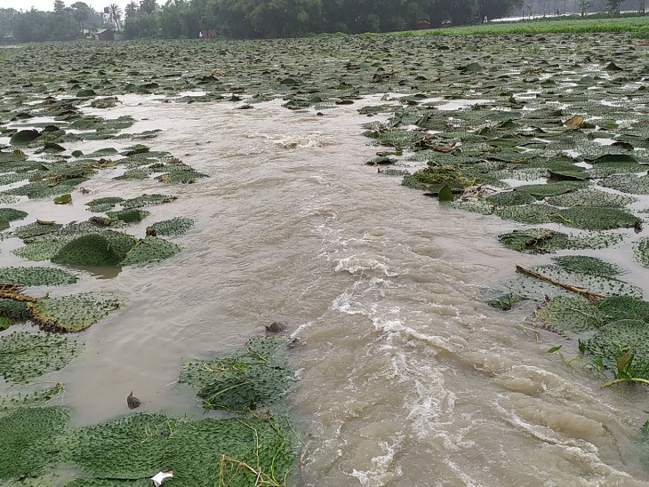 Cyclone Yaas Impact In Bihar; Farmers Crops Damaged Due to Heavy Rains