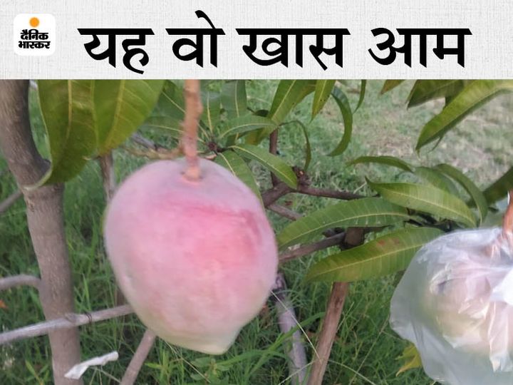 Four guards, 6 dogs, deployed in guarding rare mangoes, are of Japanese