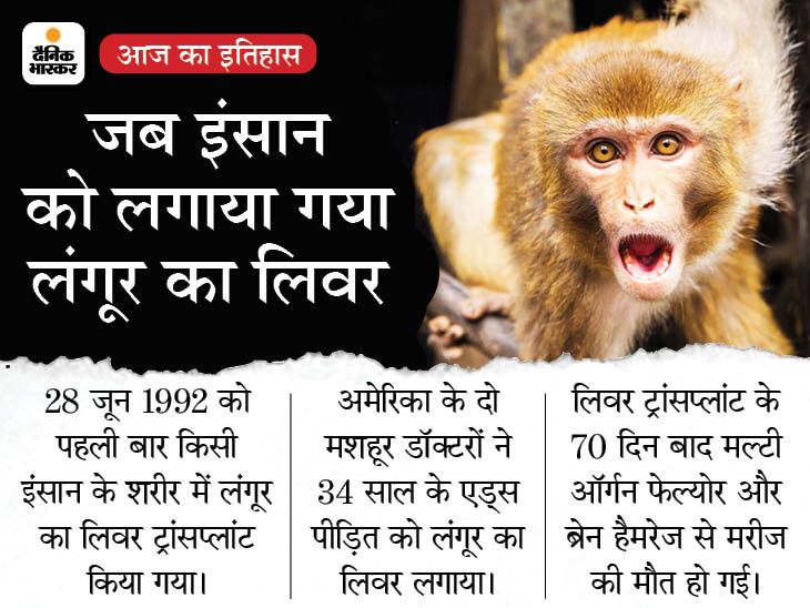 Langur's liver was transplanted in human, the person died after 70 days | जब एक इंसान लंगूर के लिवर से 70 दिन तक जिंदा रहा, 29 साल पहले पहली बार हुआ था ये अनोखा लिवर ट्रांसप्लांट - Vimarsana News