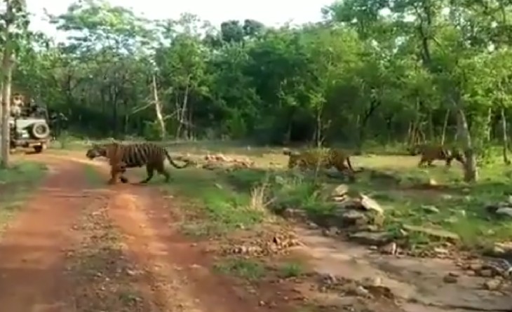 Three tigers came on the road in Panna Tiger Reserve, tourists were stunned by the sight, made a video