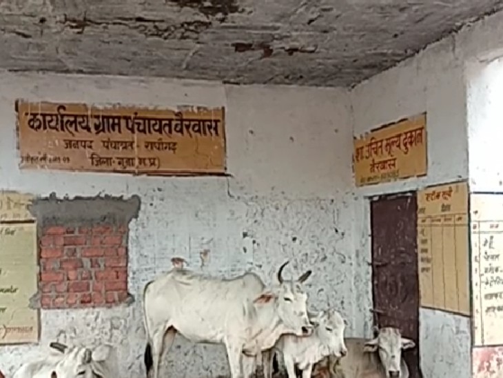 पंचायत भवन में घूमते मवेशी। - Dainik Bhaskar
