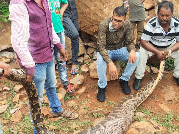 बकरी के शिकार के बाद 50 किलो हुआ अजगर का वजन। वन विभाग को उठाने के लिए करनी पड़ी मशक्कत।