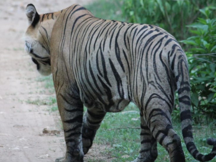 सरिस्का जंगल में बाघ।