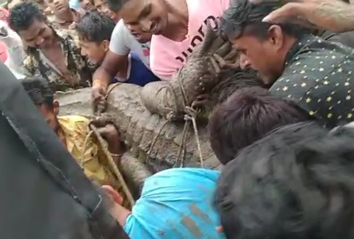 वन विभाग की टीम पहुंचने पर स्थानीय युवाओं ने भारी भरकम मगरमच्छ को पकड़कर जीप में डाला।