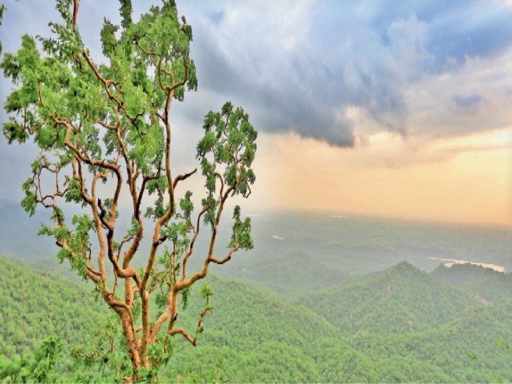 कुंभलगढ़ अभयारण्य की हरियाली-अमावस्या, हजारों पर्यटक करेंगे आज दीदार|राजस्थान,Rajasthan - Dainik Bhaskar