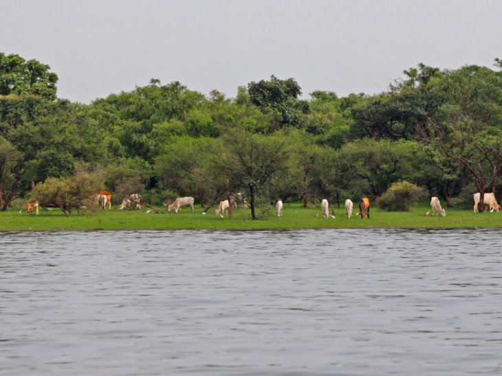 टापू पर जंगली जानवरों का खतरा। यहां बड़ी संख्या में मौजूद हैं गाय।