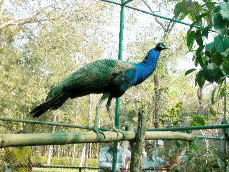 कानन पेंडारी जू में रहता है मोर का जोड़ा।