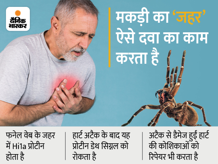Australia Spider Venom Can Cure Heart Attack; Everything You Need To Know | मकड़ी के जहर से होगा हार्ट अटैक का इलाज, इसमें मौजूद खास प्रोटीन डैमेज हुई कोशिकाओं को रिपेयर करता है - Vimarsana News