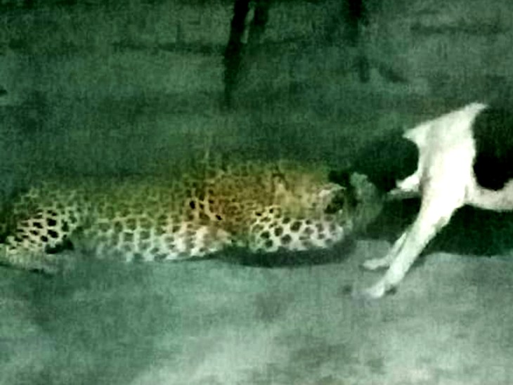Trying to hunt a dog outside the house, the dog fought the leopard boldly, the leopard ran towards the forest on the shouts of the landlord, there have been attacks on many people before | शिकार करने उदयपुर के एक गांव में आया तेंदुआ, 2 मिनट तक उससे लड़ता रहा कुत्ता, तेंदुए का मुंह भी नोंच लिया - Vimarsana News