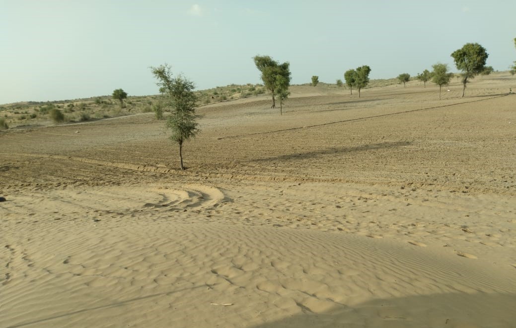 जिन खेतों में फसल होती थी, वो सूने पड़े हैं। लूणकरनसर का ऐसा ही एक खेत