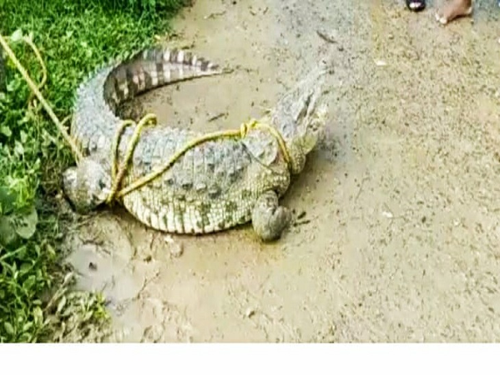 रस्सी से बांध कर वन विभाग कर कर रहे थे इंतजार।