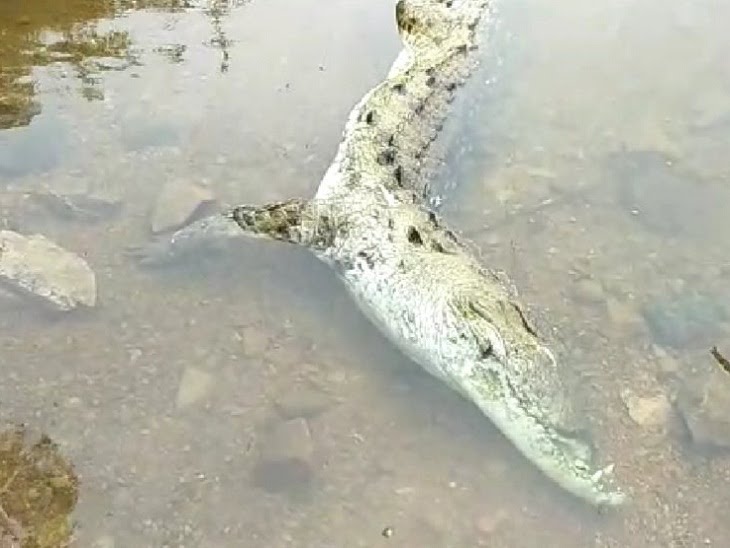 पिछले साल बांध में मिला था मगरमच्छ का शव।
