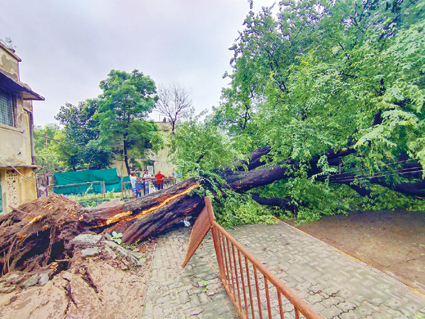 कई इलाकों में पेड़ गिर गए।