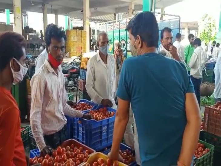 टमाटर का बम्पर स्टॉक