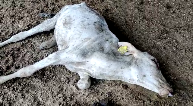अलीगंज की गोशाला में एक गाय की मौत हो गई।