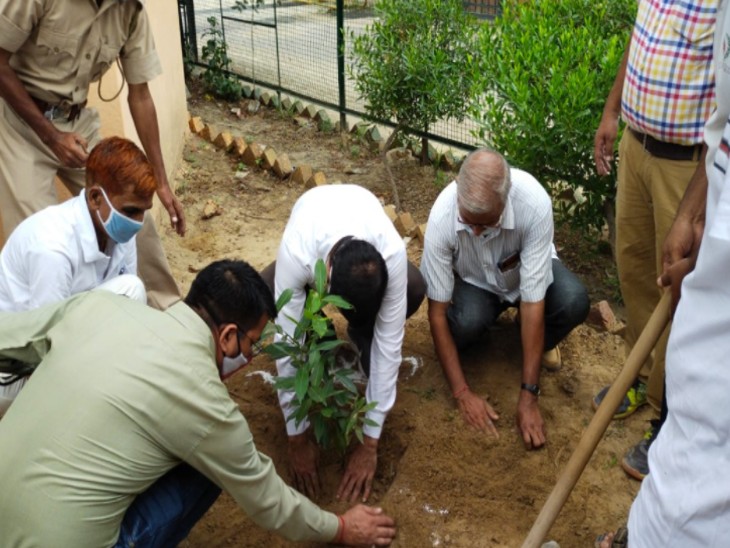 कलेक्टर, एडीएम, तहसीलदार सहित राजस्व अधिकारियों ने सरकारी कार्यालयों और अन्य स्थानों पर हजारों की संख्या में लगाए पौधे|राजस्थान,Rajasthan - Dainik Bhaskar